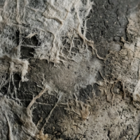 境界を溶かし、世界を結び直す ── ヴェネチア・ビエンナーレ2026に顕現する「関係の論理」と日本の美意識